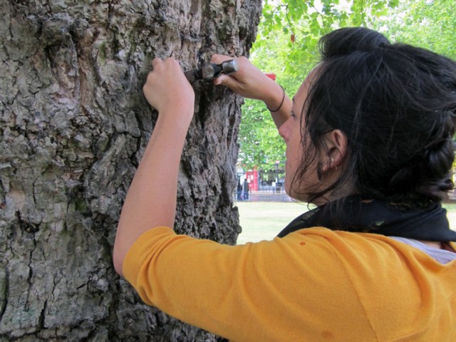 The woman is looking where to hammer metal pieces into the tree.