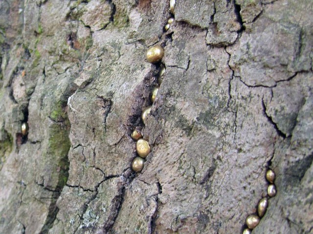 here are some metal balls in the tree bark